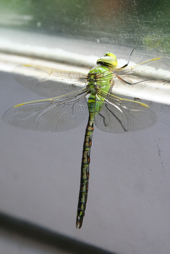 libellula olandese - Anax mperator (maschio imm.)